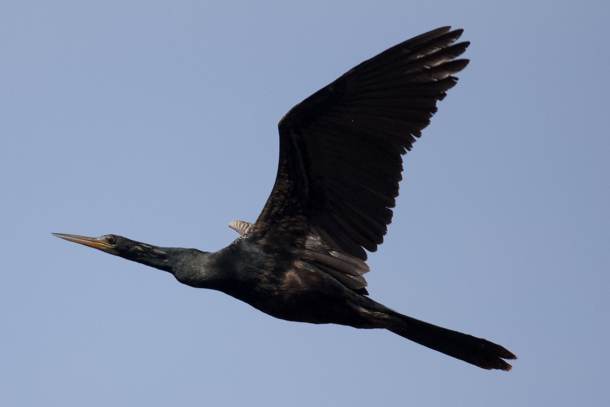 Anhinga - ML633735872