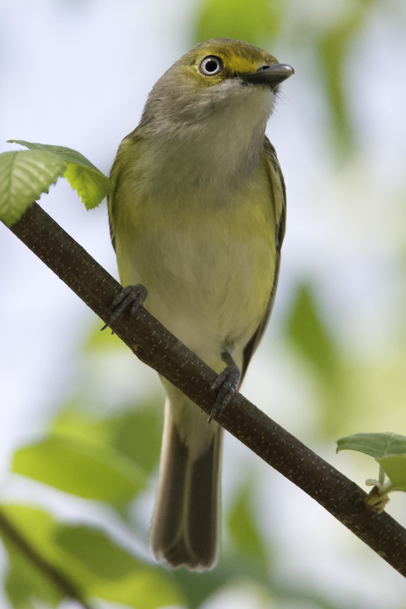 White-eyed Vireo - ML633735890