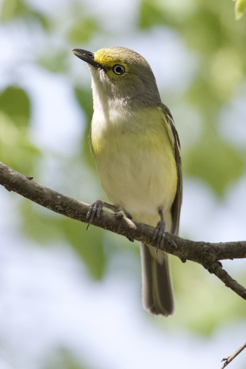 White-eyed Vireo - ML633735891