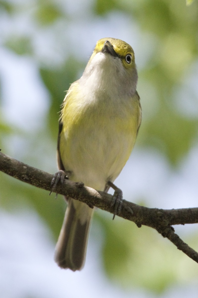 White-eyed Vireo - ML633735892