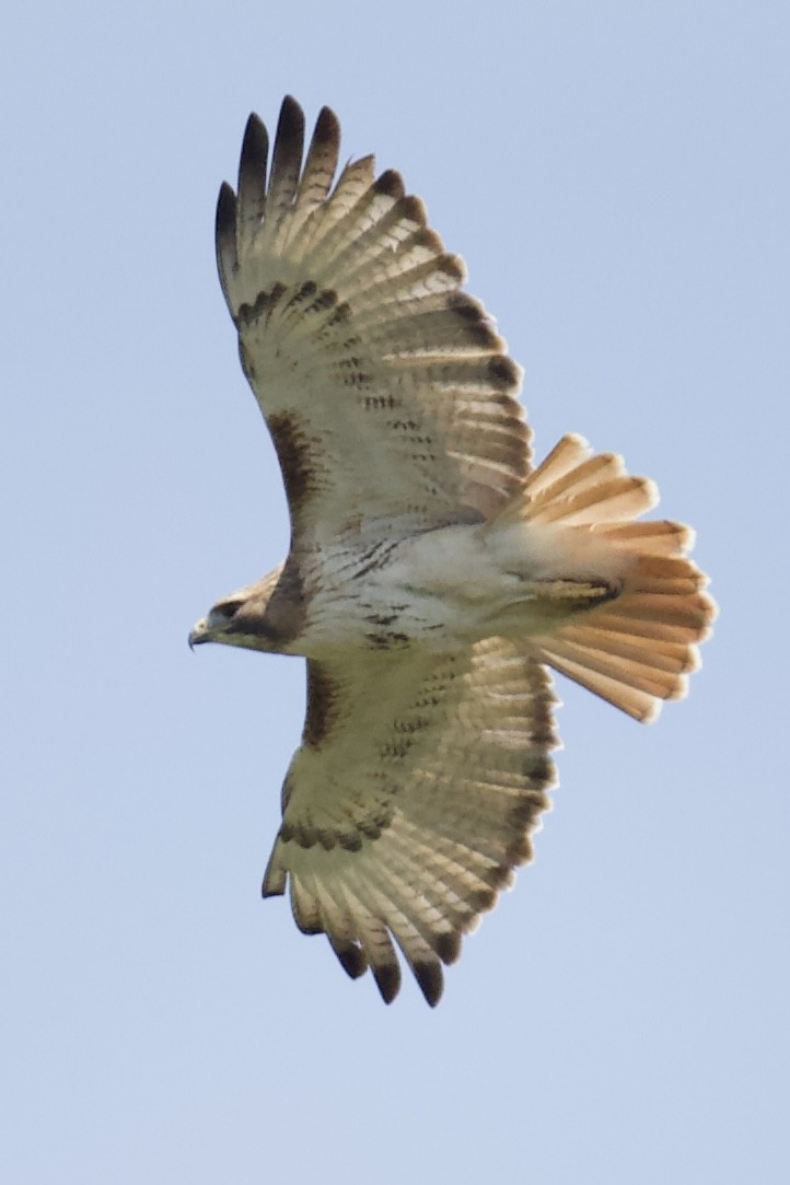 Red-tailed Hawk - ML633735912