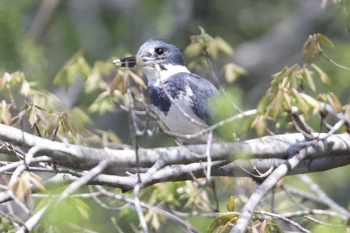 Belted Kingfisher - ML633735938