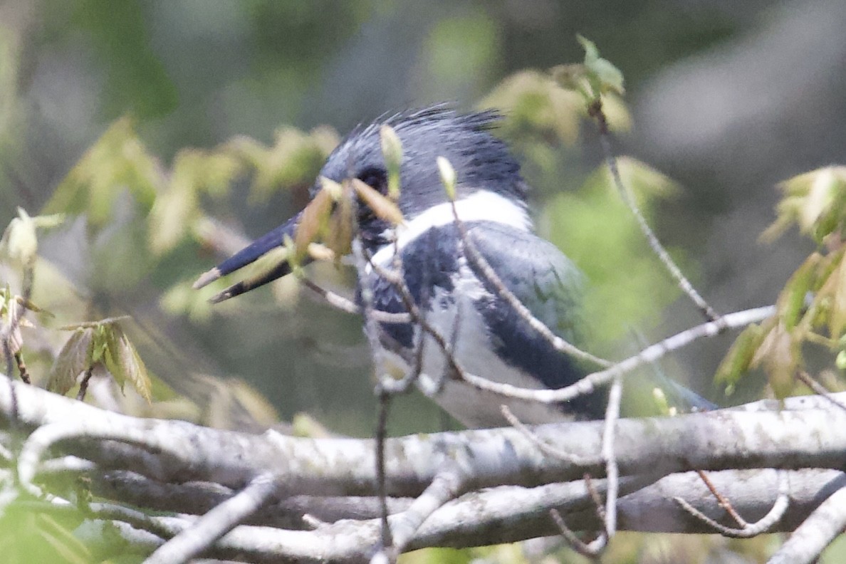 Belted Kingfisher - ML633735939