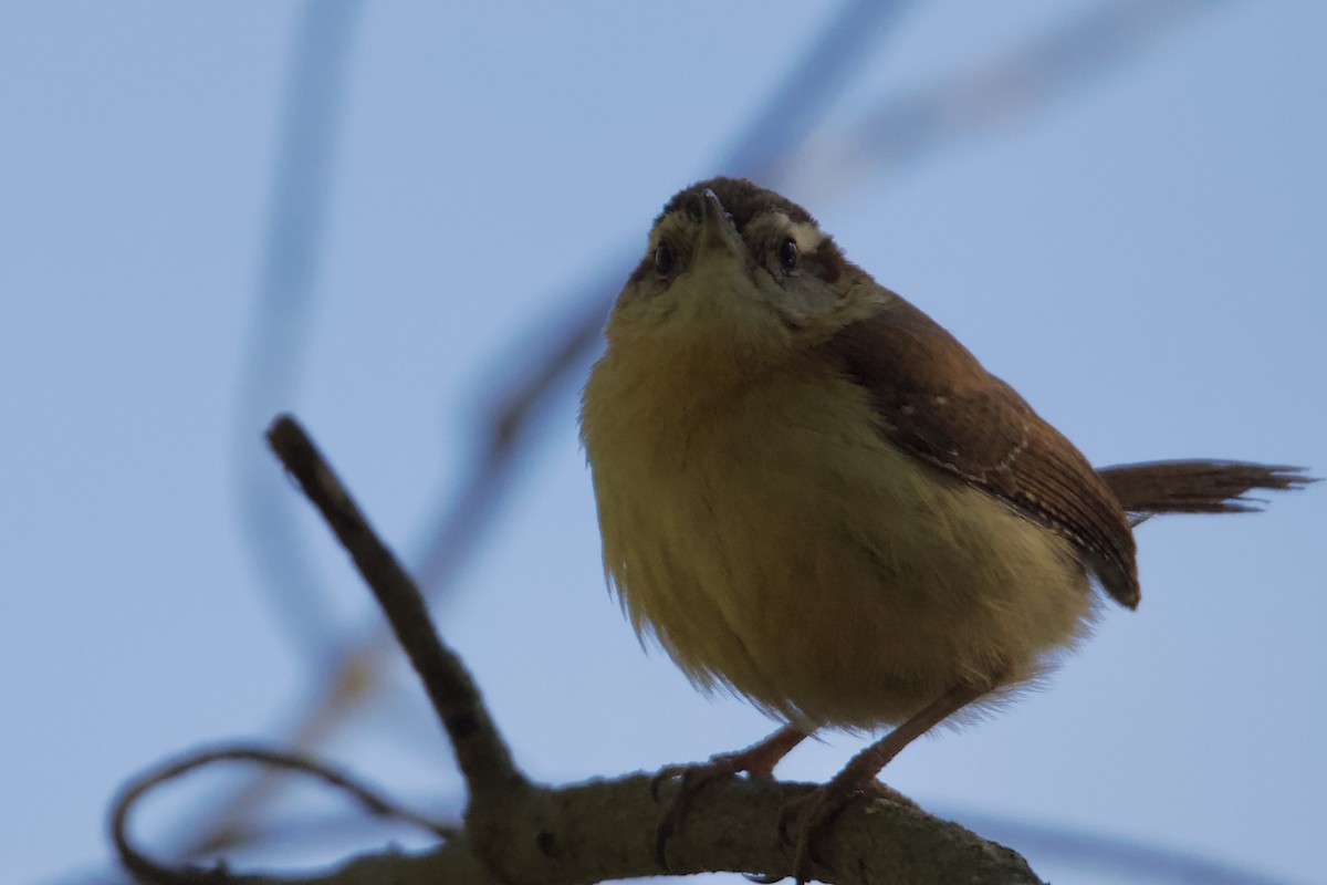 Carolina Wren - ML633736187