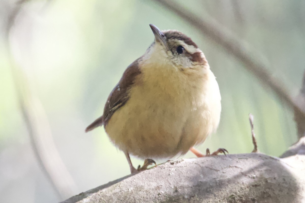 Carolina Wren - ML633736188