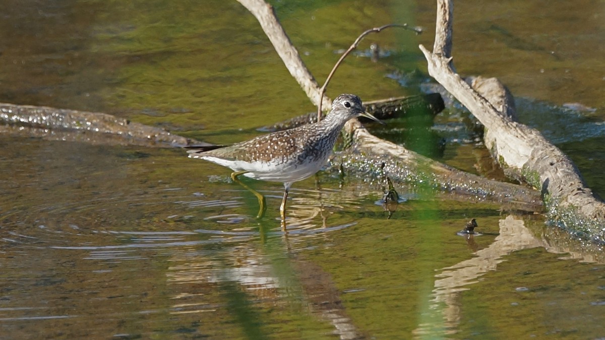 Lesser Yellowlegs - ML633736200
