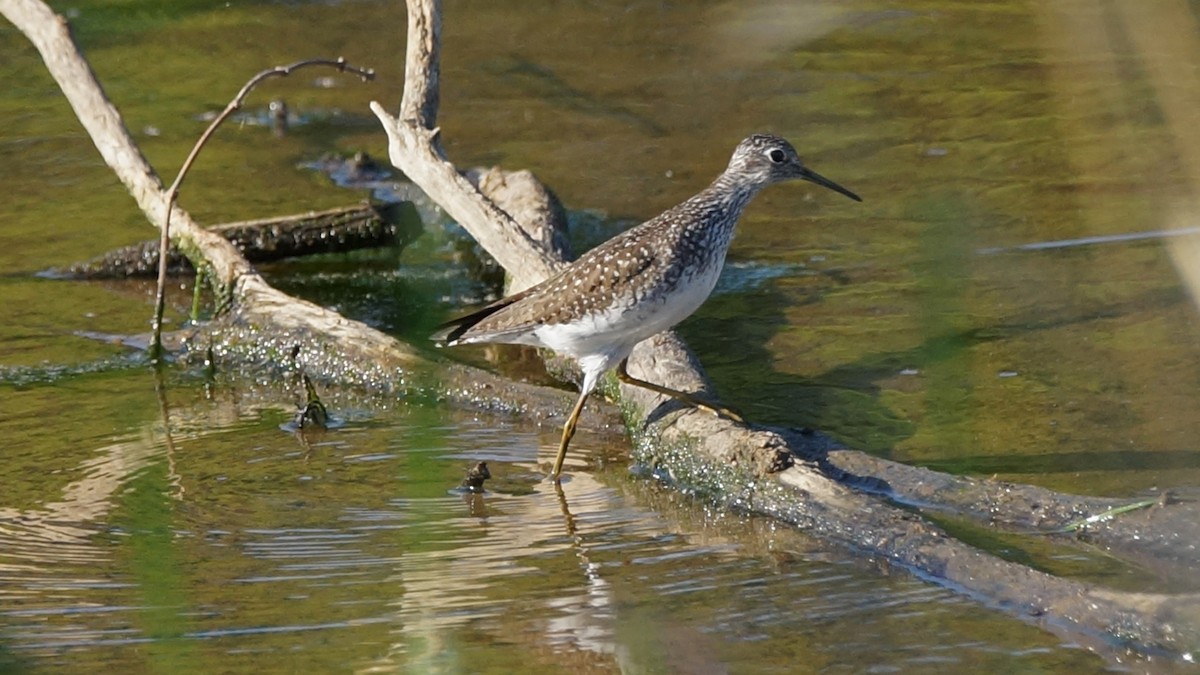 Lesser Yellowlegs - ML633736201