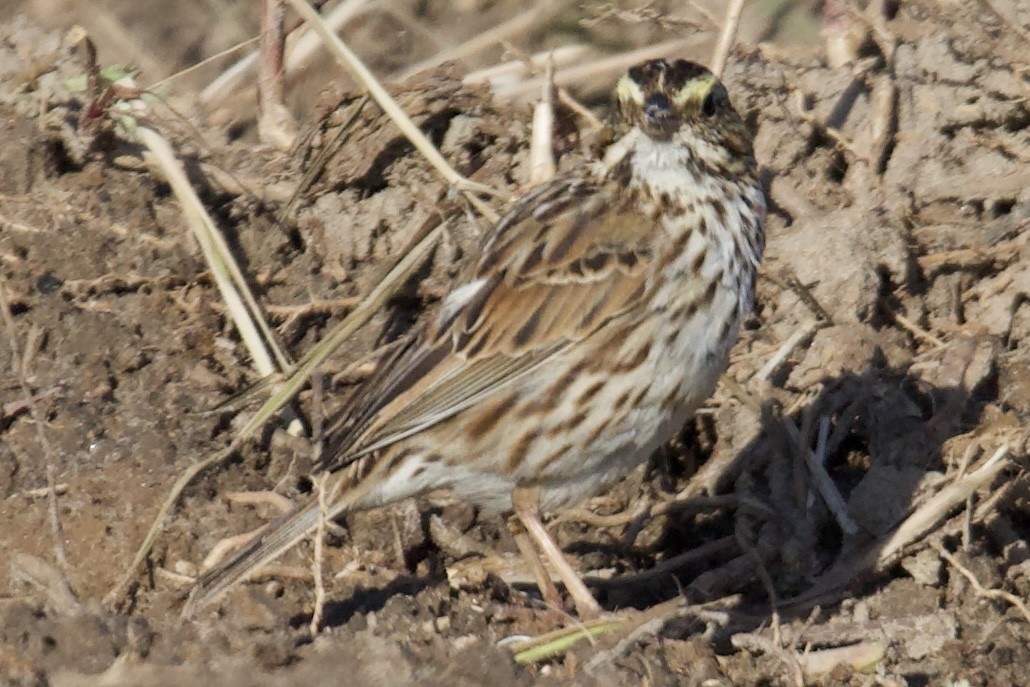 Savannah Sparrow - ML633736203