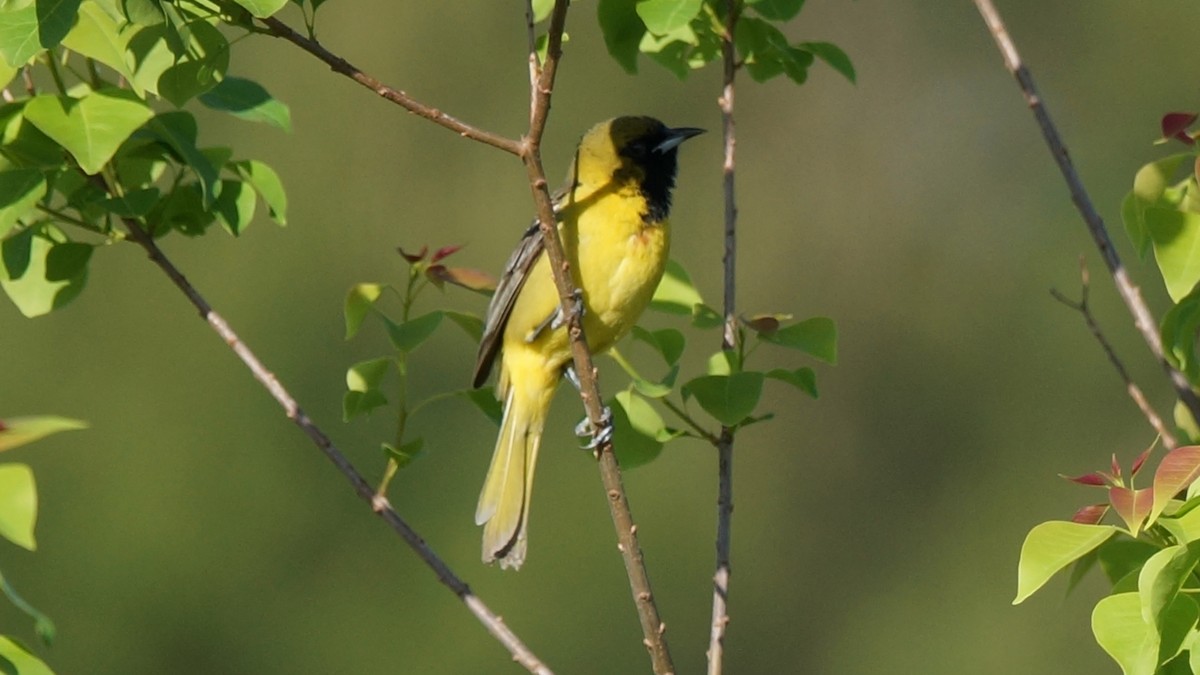 Orchard Oriole - ML633736220