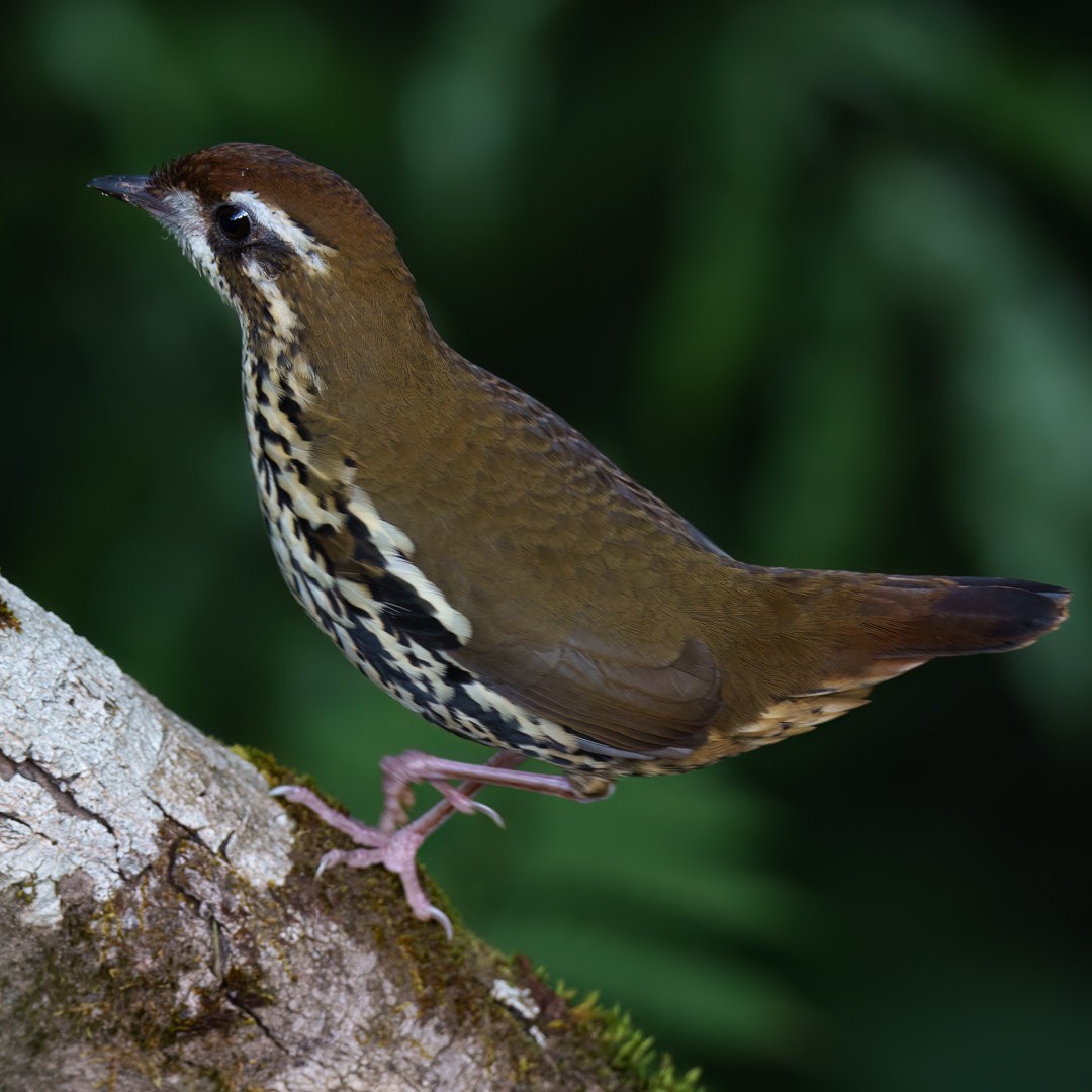 Such's Antthrush - ML633736323