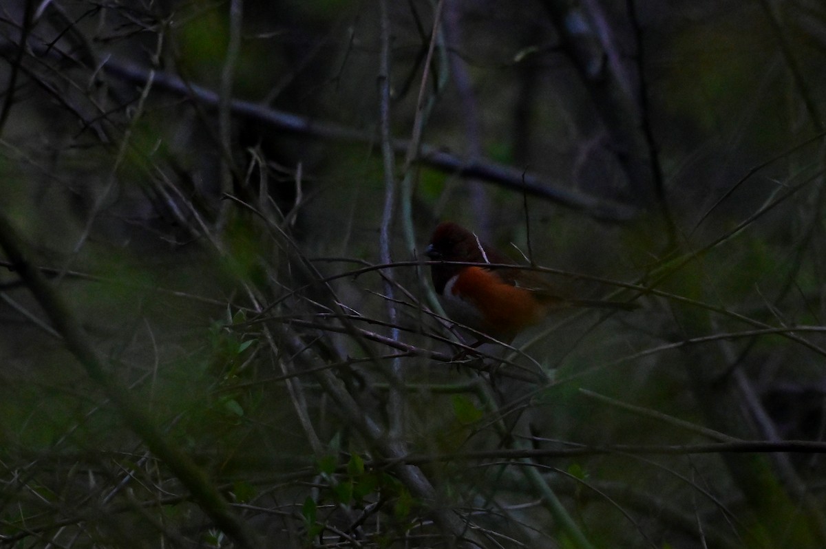 Eastern Towhee - ML633736499