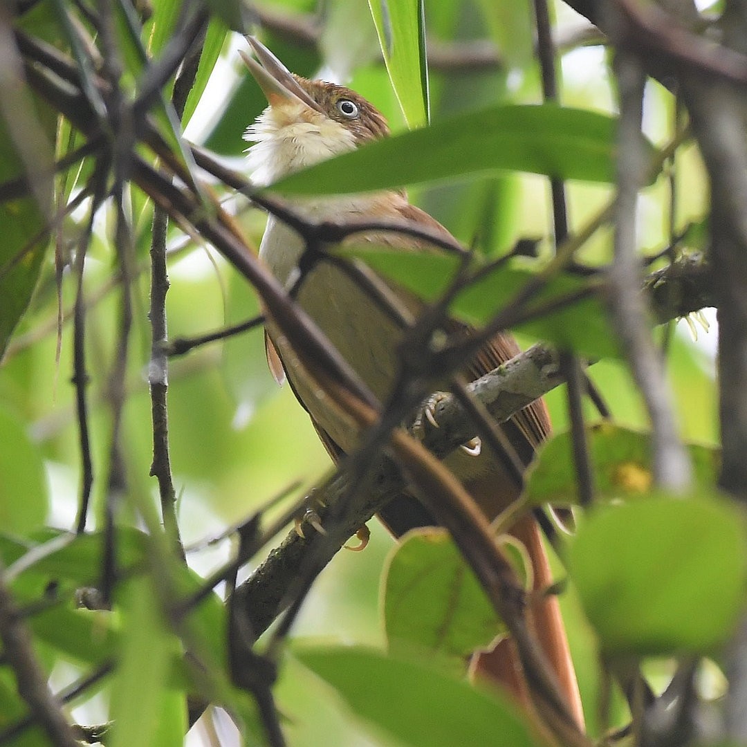 White-eyed Foliage-gleaner - ML633736555