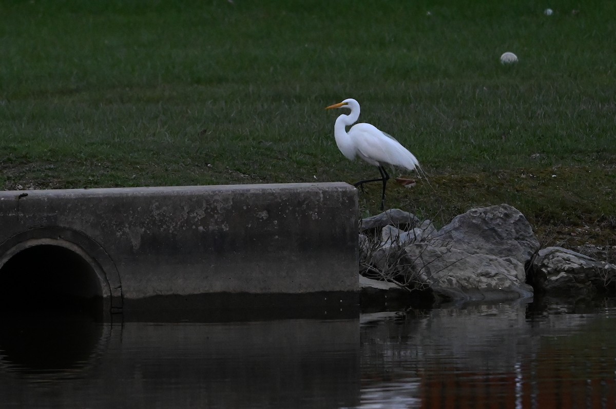 Great Egret - ML633736599