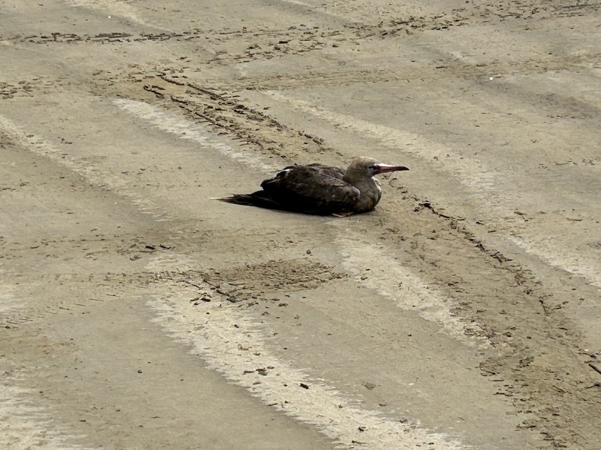 紅腳鰹鳥 - ML633737093