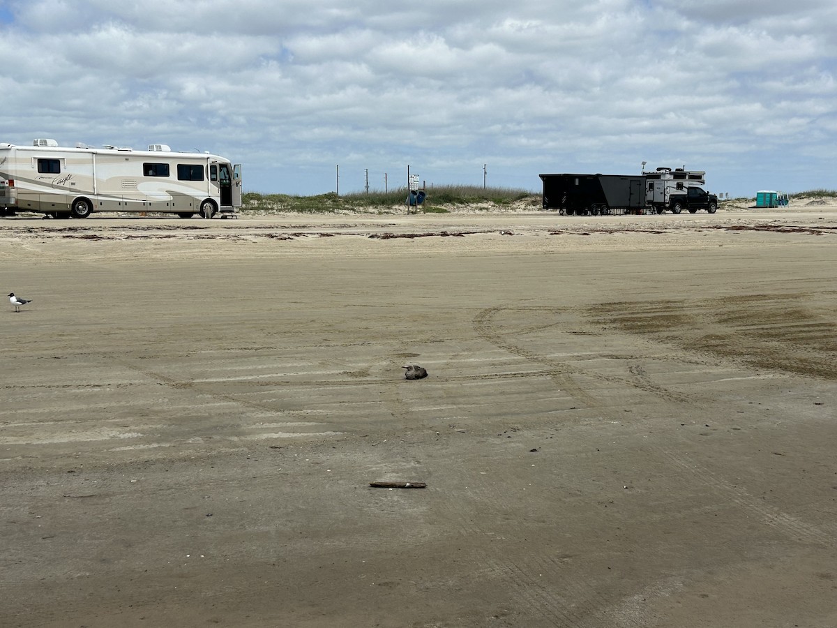 紅腳鰹鳥 - ML633737094