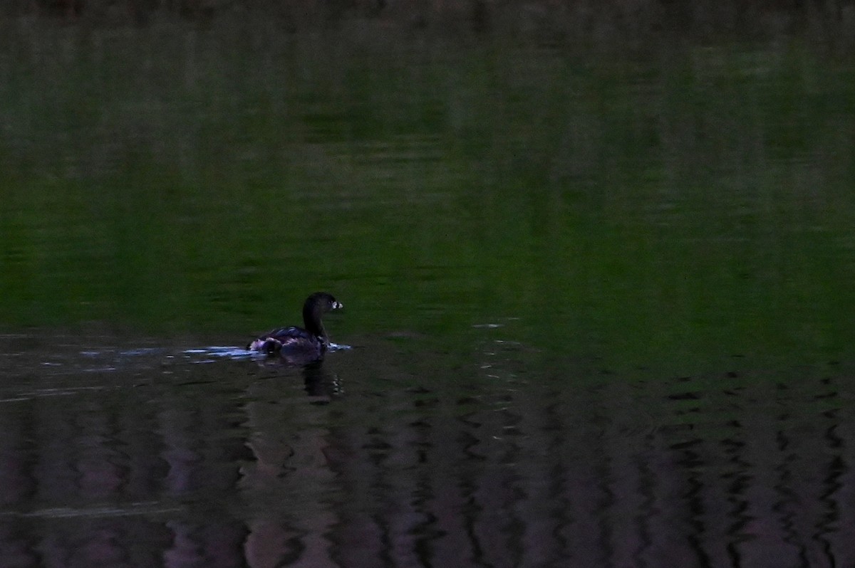 Pied-billed Grebe - ML633737108