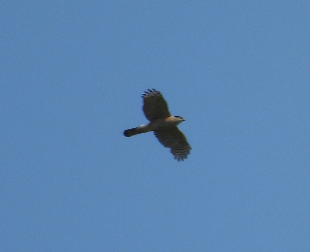 Cooper's Hawk - ML633737265