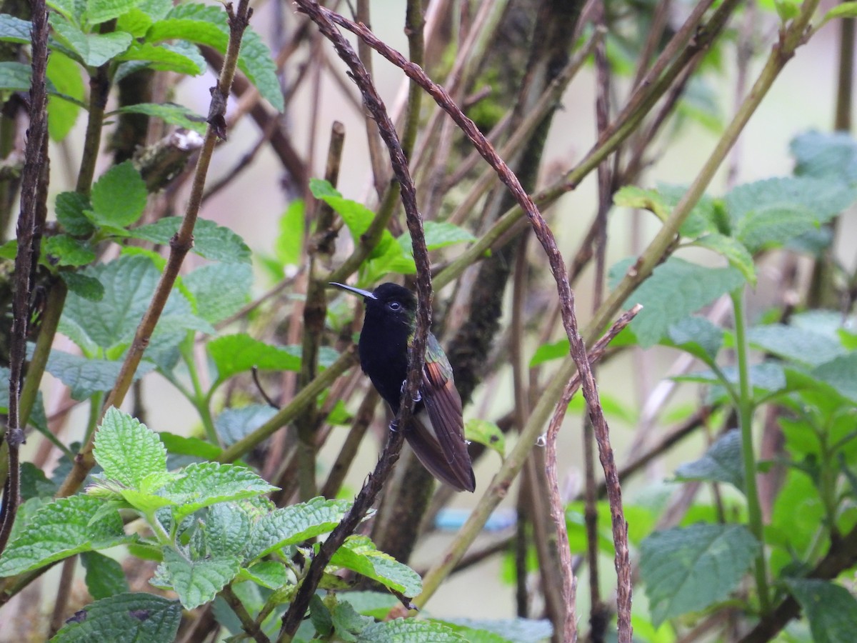 Black-bellied Hummingbird - ML633737336