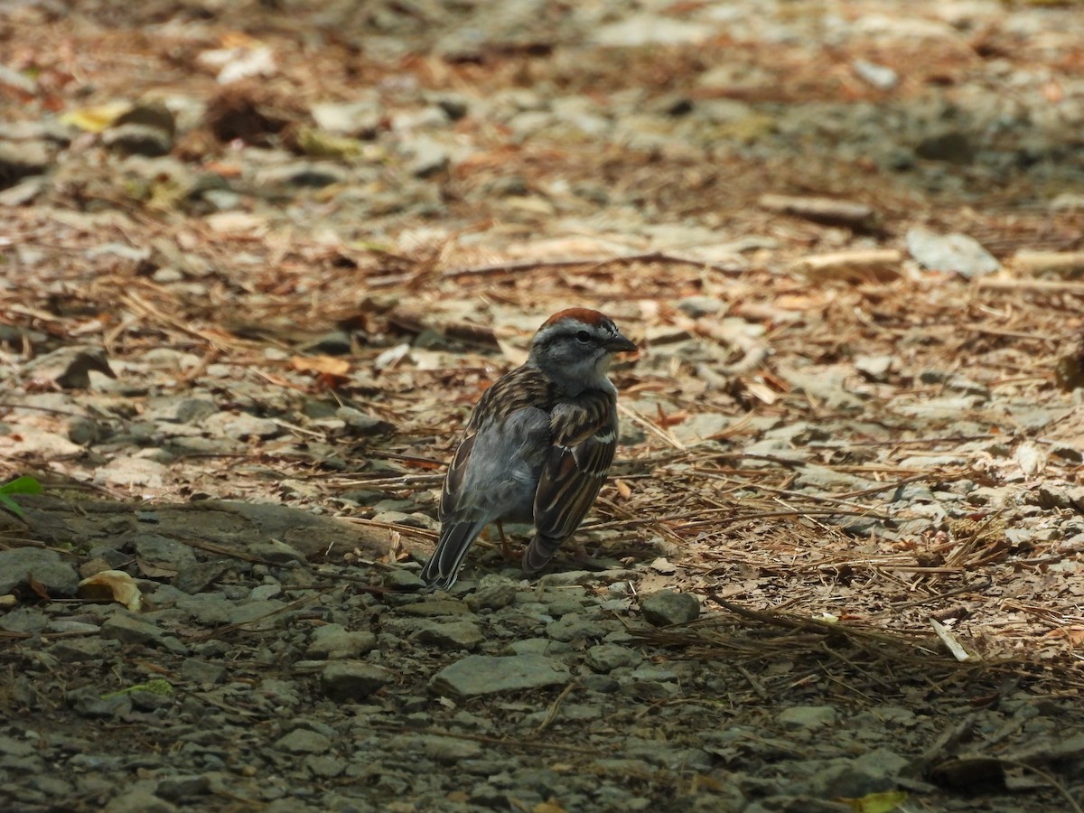 Chipping Sparrow - ML633737352