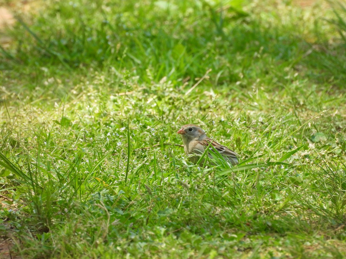 Field Sparrow - ML633737363