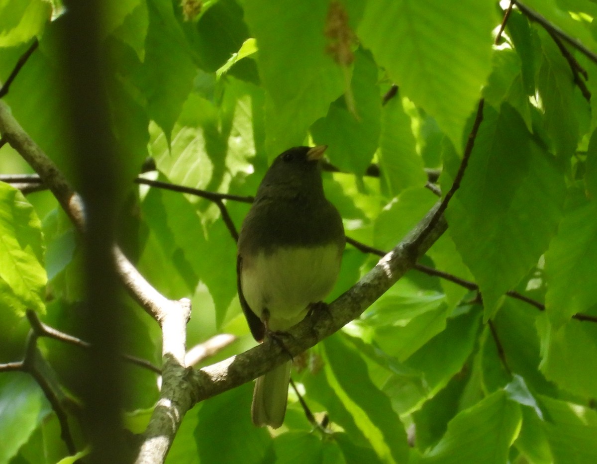 Dark-eyed Junco - ML633737376