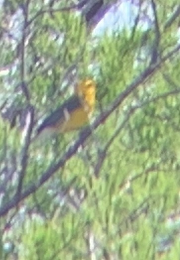 Prothonotary Warbler - ML633737426