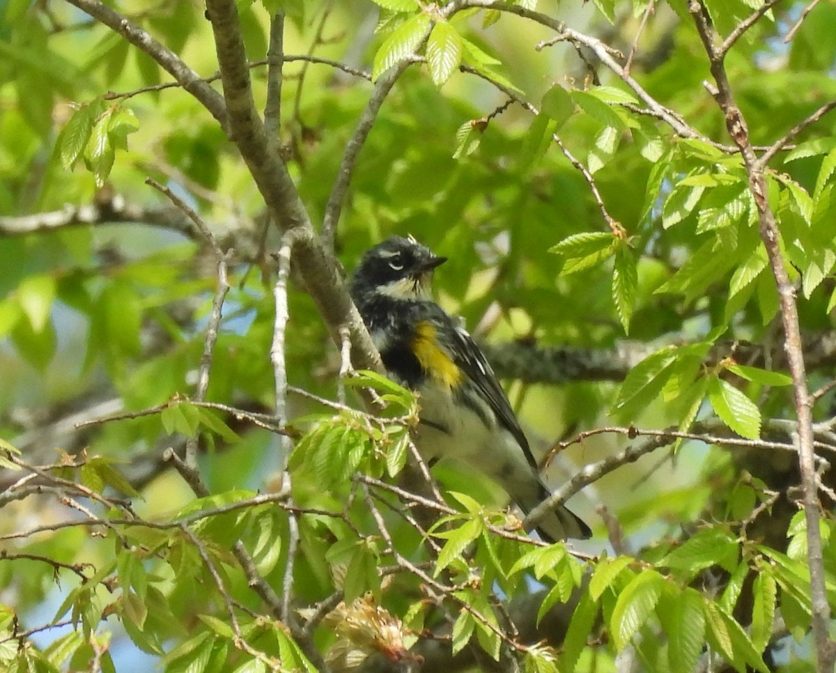 Yellow-rumped Warbler - ML633737446