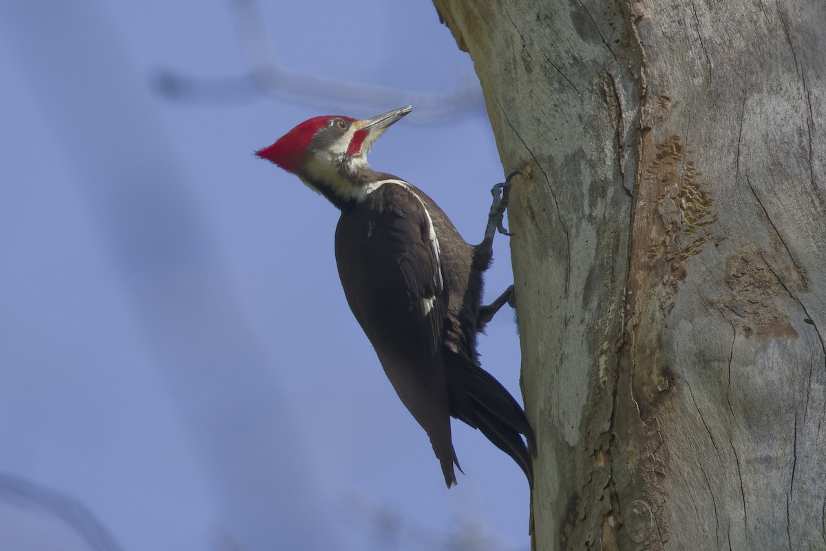 Жовна північна - ML633737615