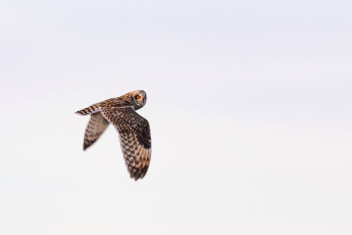 kalous pustovka - ML633737672