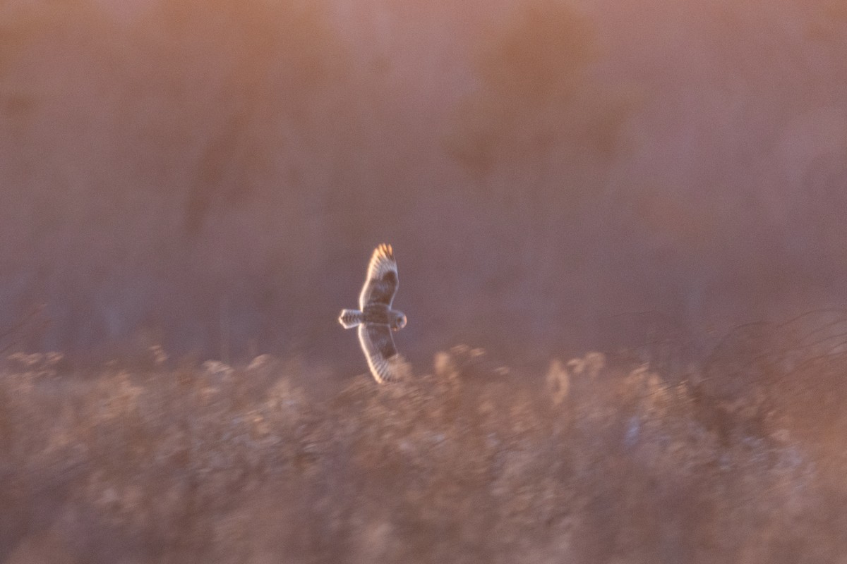 kalous pustovka - ML633737674