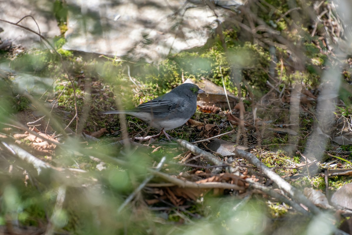Dark-eyed Junco (Slate-colored) - Antonio Aguilar