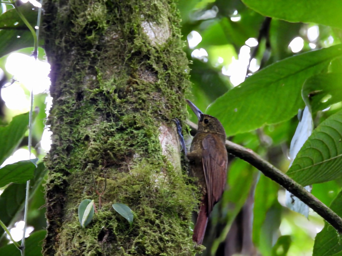 Spotted Woodcreeper - ML633737767