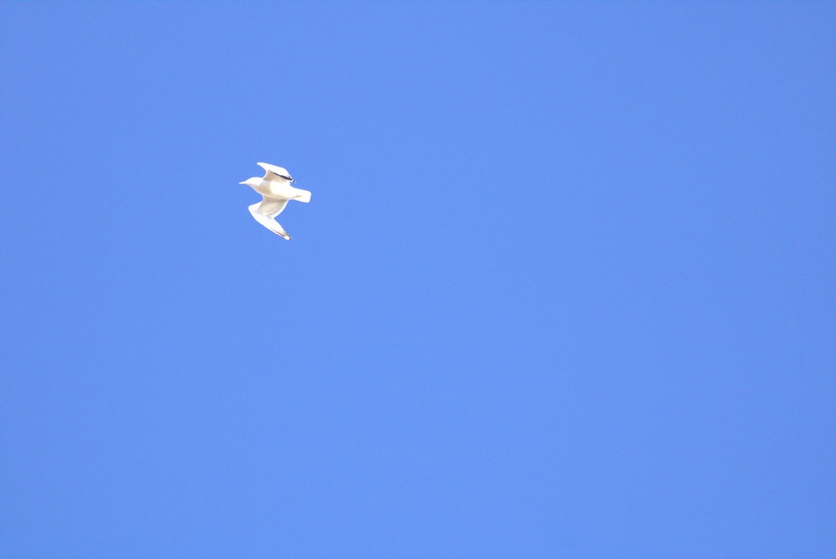 Ring-billed Gull - ML633737799