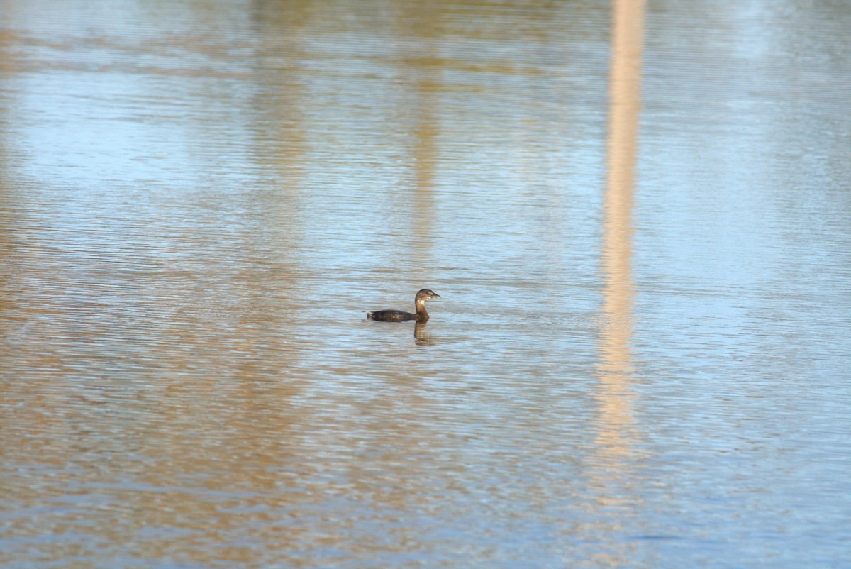 Pied-billed Grebe - ML633737846