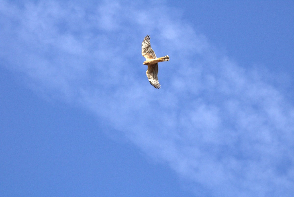 Northern Harrier - ML633737861