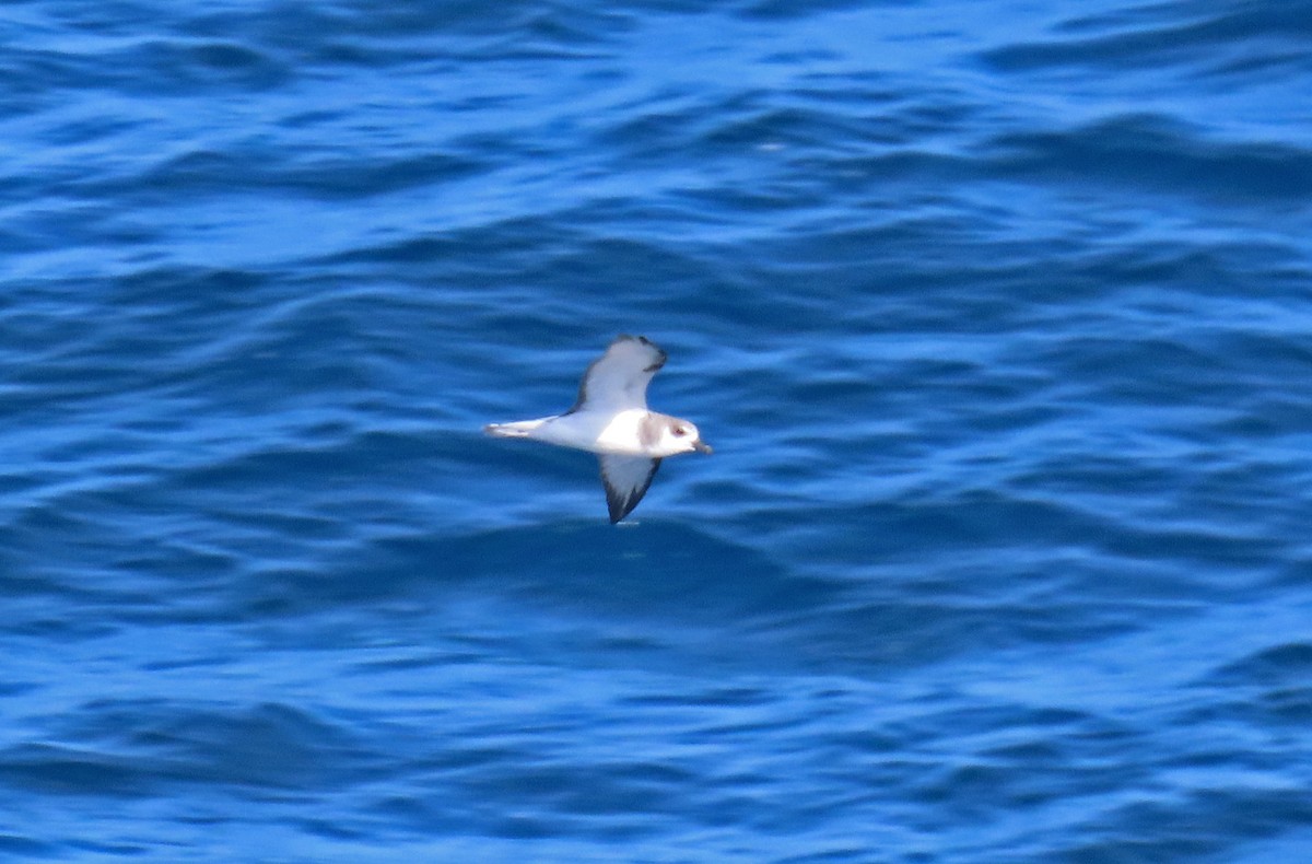 Masatierra Petrel - ML633737922