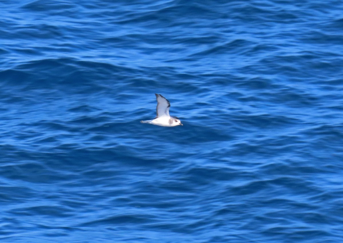 Masatierra Petrel - ML633737923