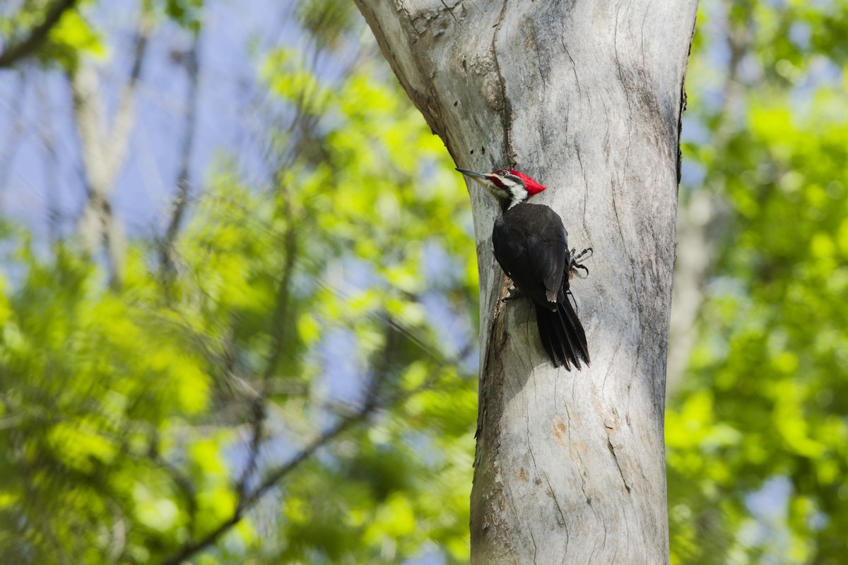 Жовна північна - ML633737948