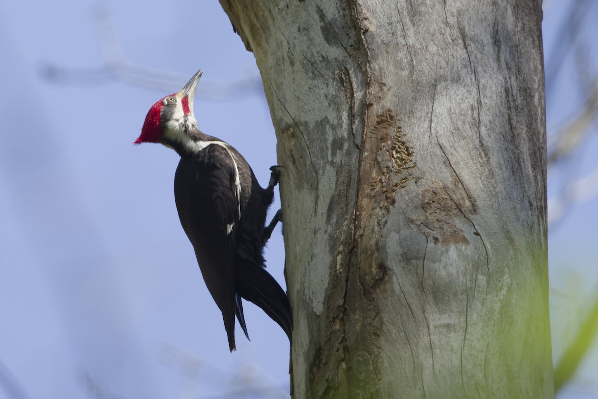 Жовна північна - ML633737977