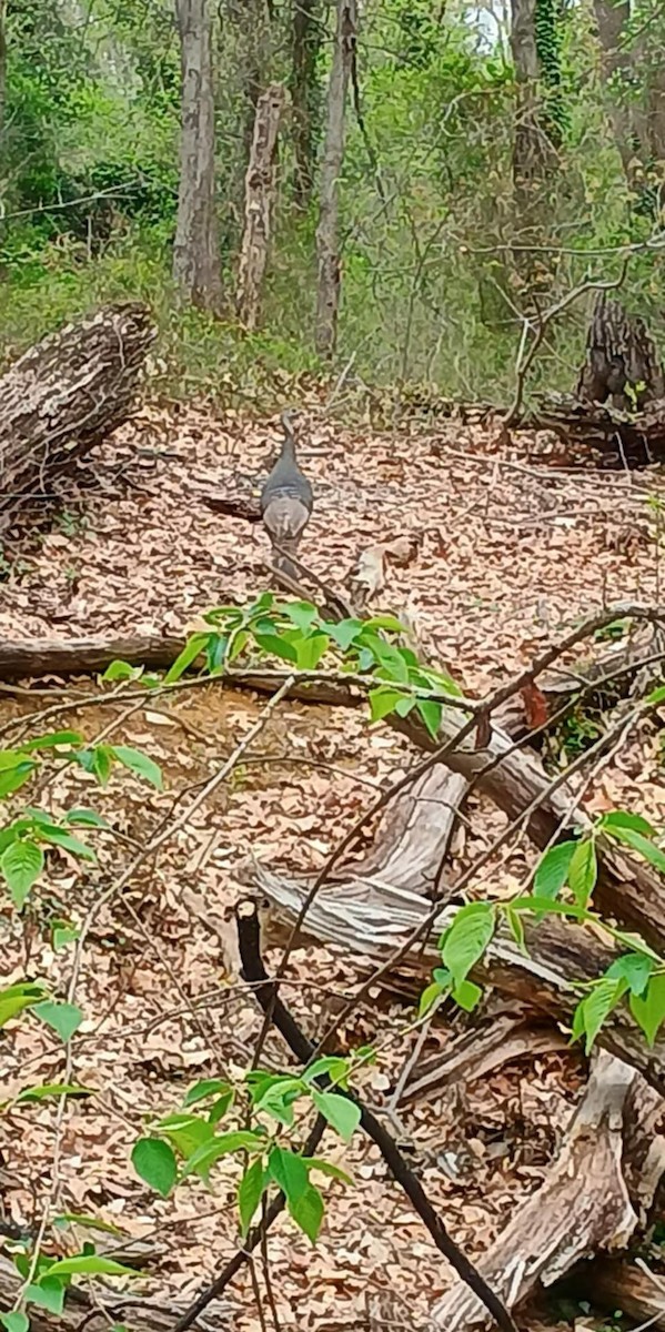 Wild Turkey - ML633738197