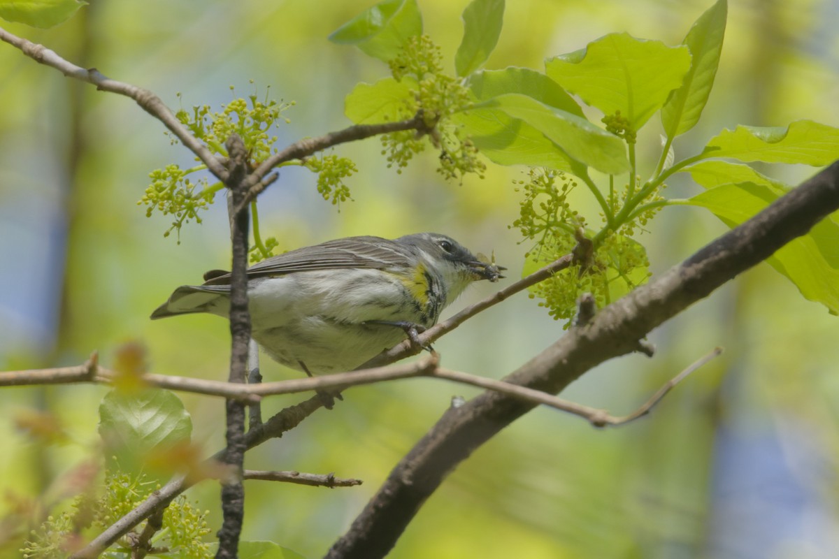 Пісняр-лісовик жовтогузий - ML633738424