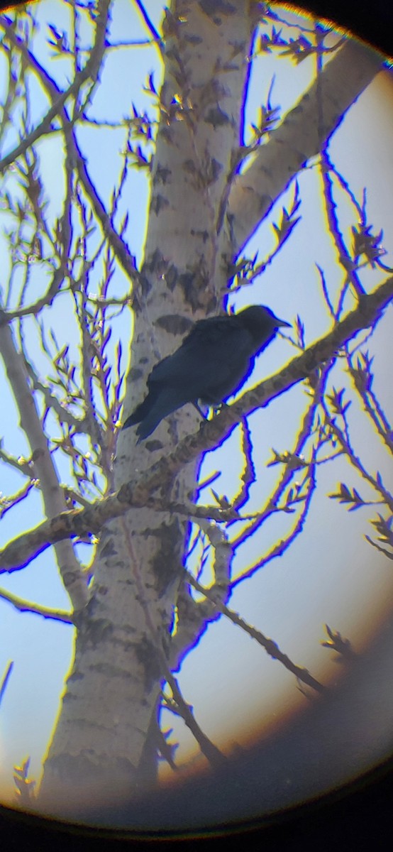 Fish Crow - ML633738522