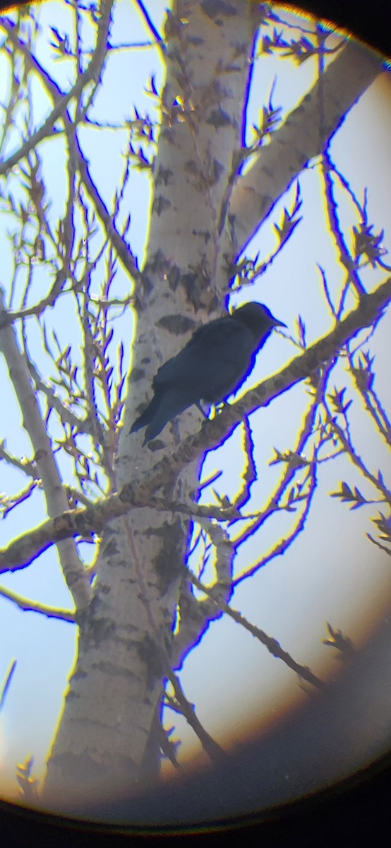 Fish Crow - ML633738523