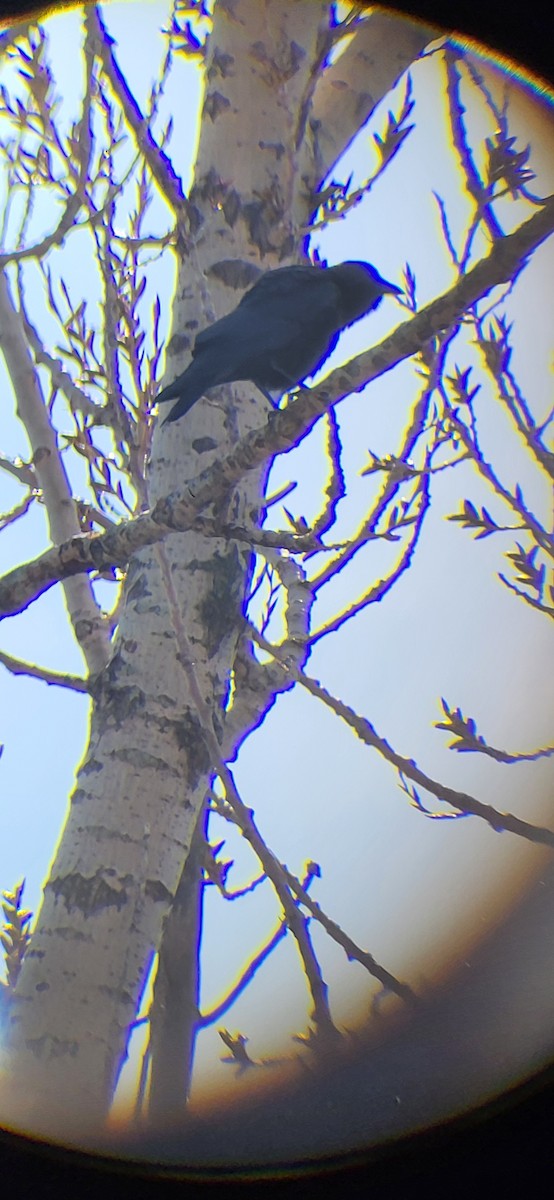 Fish Crow - ML633738524