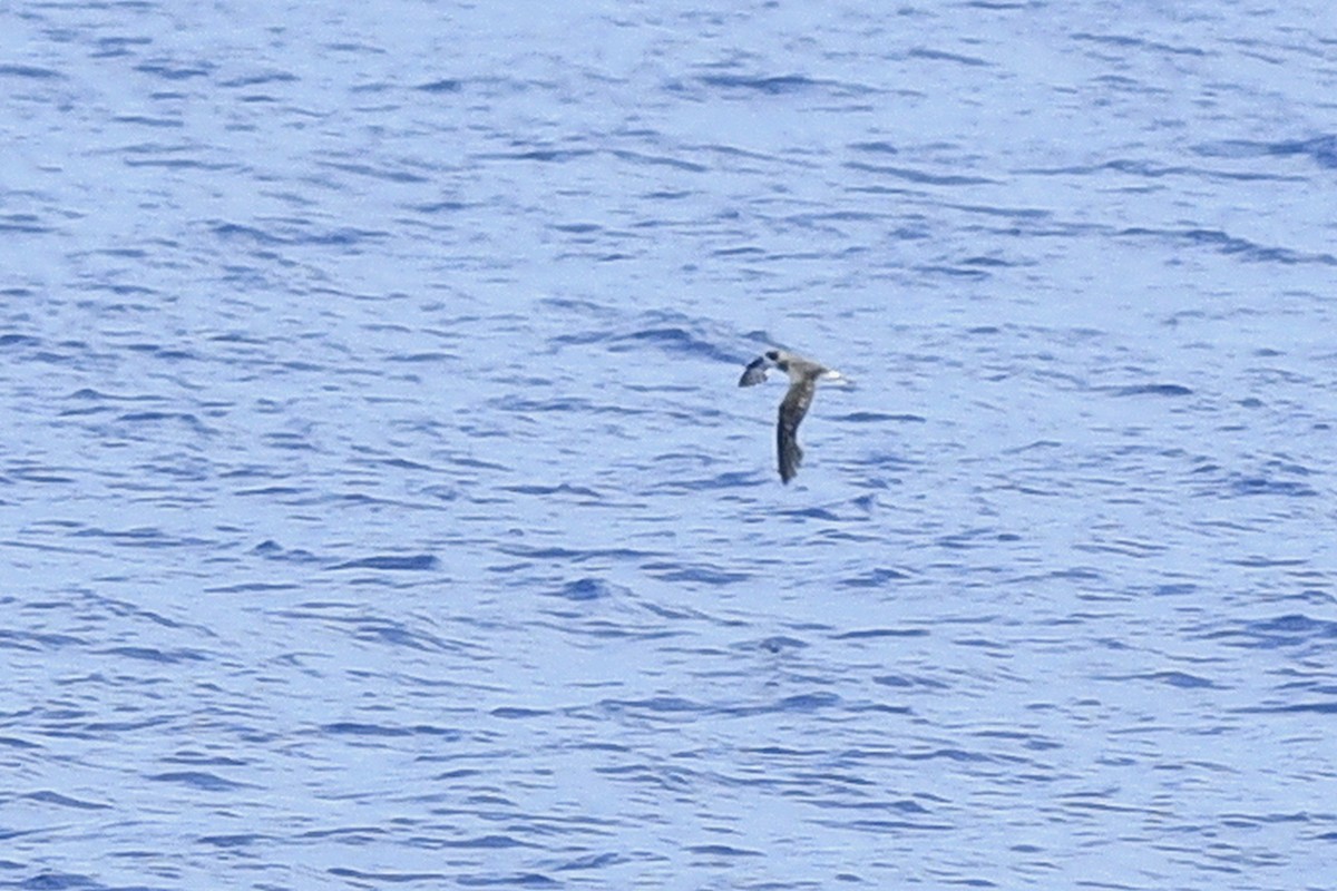 Pétrel des Bermudes - ML633738706