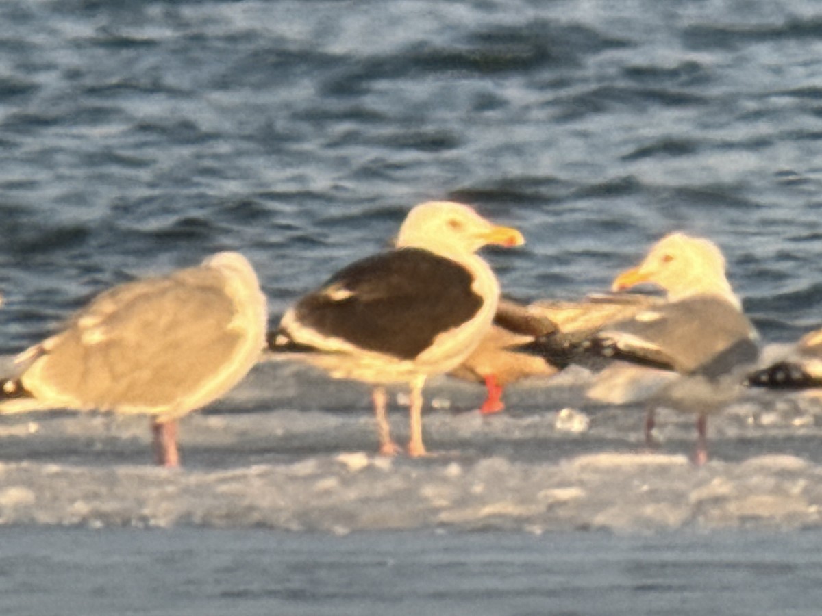Great Black-backed Gull - ML633738733