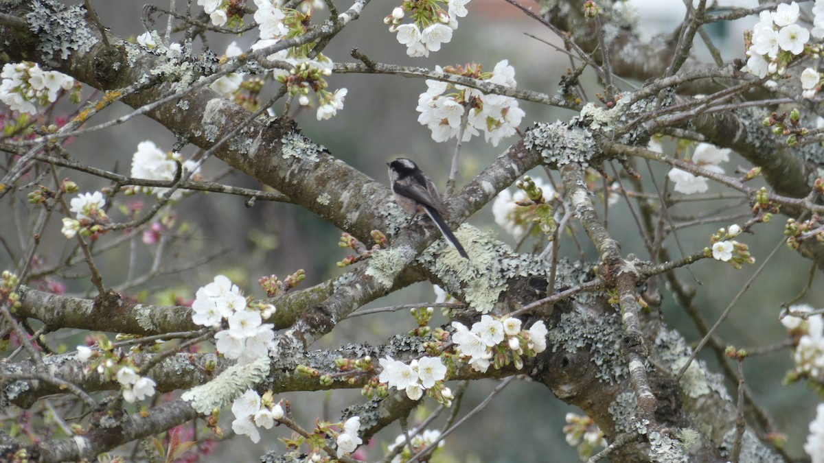 Long-tailed Tit - ML633738751