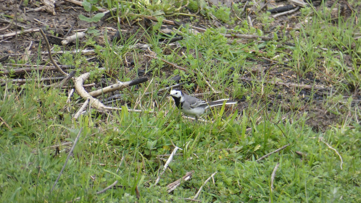 白鶺鴒 - ML633738795