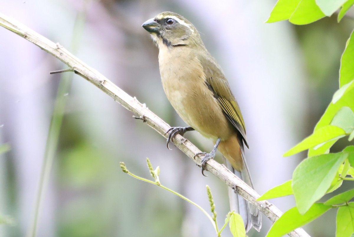 ハシブトイカル - ML633738797