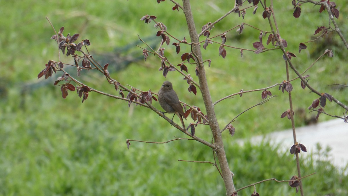 赭紅尾鴝 - ML633738818